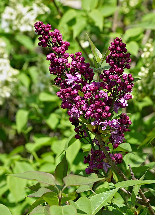 Liliac - Ulei Esențial (10 ml sau 30 ml)