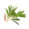 Arborele de Ceai - Ulei esențial (10 ml sau 30 ml)