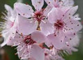 Floare de Cireș - Ulei esențial (10 ml sau 30 ml)