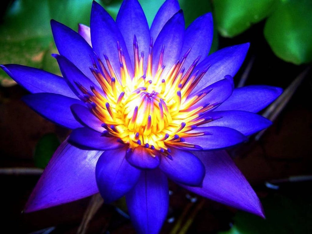 Blue Lotus - Ulei Esențial (10 ml sau 30 ml)