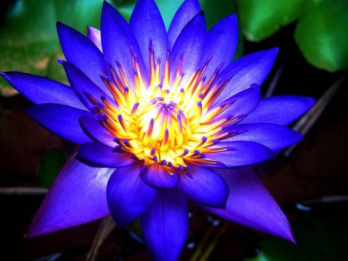 Blue Lotus - Ulei Esențial (10 ml sau 30 ml)